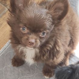Royal - Chocolate male Chihuahua puppy in Tremonten, Utah from Qu-Te's Chihuahuas