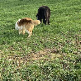 Azawakh, Collie, and Standard Schnauzer All Grown Up from Kokomo Kennels