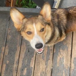 Eevie - Pembroke Welsh Corgi