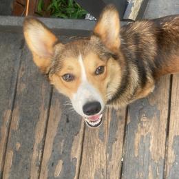 Eevie - Pembroke Welsh Corgi