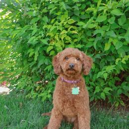 Roxy - Goldendoodle