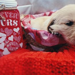 Golden Retriever Puppies from Great Lakes Golden Retreivers