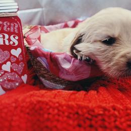 Golden Retriever Puppies from Great Lakes Golden Retreivers