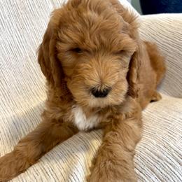 Blue - Red  male Goldendoodle puppy in Newnan, Georgia from Old Line Doodles