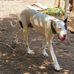 Arwen - Great Dane