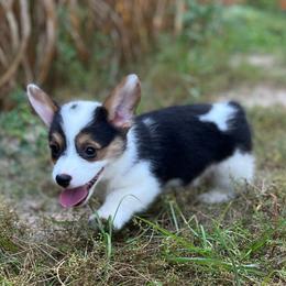 Indy-Natural bobtail Mismark - White and black male Pembroke Welsh Corgi puppy in Hope, Arkansas from Foxy Knoll Farm