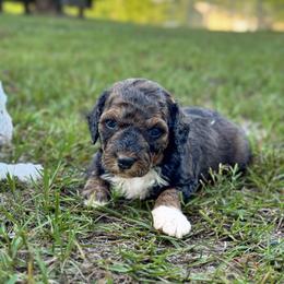 Curtain - Phantom female Goldendoodle puppy in Paxville, South Carolina from Pack Street Pups