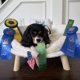 Cavalier King Charles Spaniel All Grown Up from Campbell’s Cavaliers