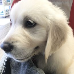 Golden Retriever Puppies from Brightside Goldens