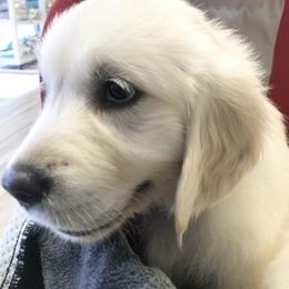 Golden Retriever Puppies from Brightside Goldens
