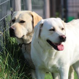 Labrador Retrievers from Auglaize River Retrievers