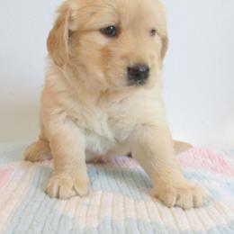 Girl 3 - Light golden female Golden Retriever puppy in Orland, California from Elliott's Elite Puppies