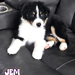 Miniature American Shepherd Puppies from Jem Miniature American Shepherds