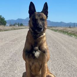 Cody - Belgian Malinois