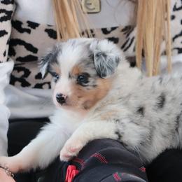 Welles - Blue merle male Miniature Australian Shepherd puppy in Goliad, Texas from Sassy Lil Aussies and Diamond W Poodles