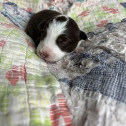 Dolly - White and red female Border Collie puppy in Centerton, Arkansas from Chappell Breeding