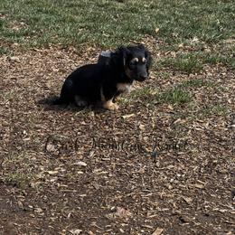 Lou - Black and cream male Dachshund puppy in Conway, Missouri from Ozark Mountain Kennel