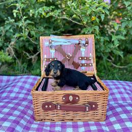 Fig - Black and tan male Dachshund puppy in Westport, Kentucky from Lonestar Creek Farm