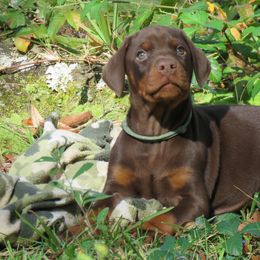 Doberman Pinschers from Got My Back Dobermans