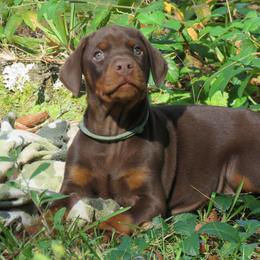 Doberman Pinschers from Got My Back Dobermans