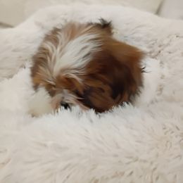 Teddy - Red and white male Shih Tzu puppy in Paradise, California from Richview Shihtzu