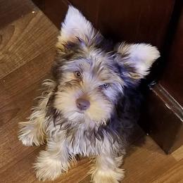 Hazel - Yorkshire Terrier