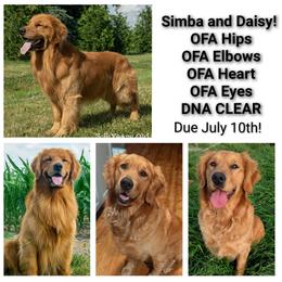 Girl 6 TBD - Golden female Golden Retriever puppy in Troy, Texas from R&R Goldens