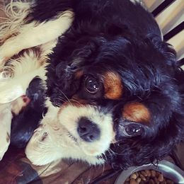 Harbor - Cavalier King Charles Spaniel