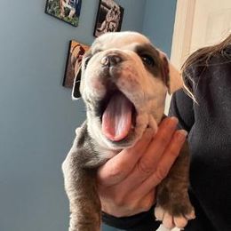Bulldog Puppies from Heavensent Bulldogs