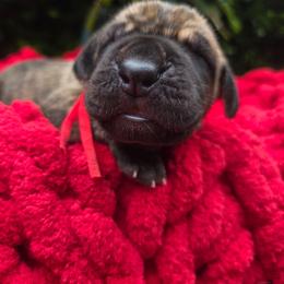 Jackson - Brindle male Great Dane puppy in Granby, Missouri from HCR Great Danes