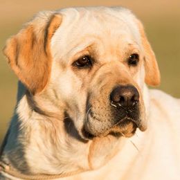 Labrador Retrievers from Mar-Moye Labradors