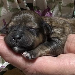 Female 3 - Red sable female Havanese puppy in Congerville, Illinois from Happy Go Lucky Havanese