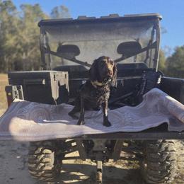 Boykin Spaniel, English Springer Spaniel, and Rat Terrier Puppies from 31 Pines Kennels