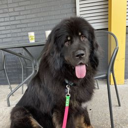 Chesa - Tibetan Mastiff