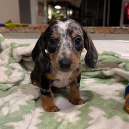 Duke - Dapple male Dachshund puppy in Los Angeles, California from Dachshunds of the Desert