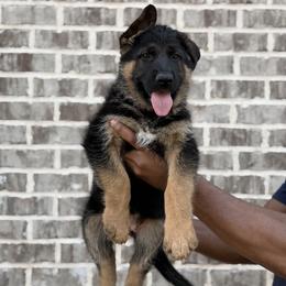 German Shepherd Puppies from vomkdbanksgermanshepherds