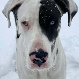 Queen - Great Dane