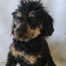 Daisy - Poodle