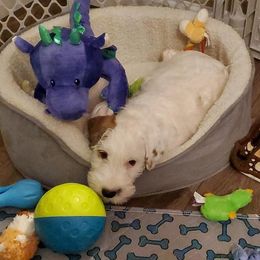 Sealyham Terrier Puppies from Fable Farms