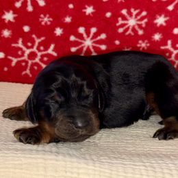 Boy 1 - Black and tan male Gordon Setter puppy in Saint Francis, Minnesota from Jodi's Kennel