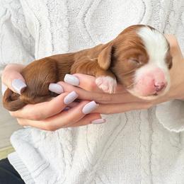Paloma - Red female Cavapoo puppy in Aiken, South Carolina from Cavapoos of the Carolinas