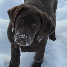 Labrador Retriever Puppies from Harvest Moon Farm