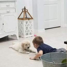 Golden Retriever Puppies from Gratz Kennels