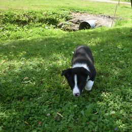 Border Collie Puppies from Porter’s Borders