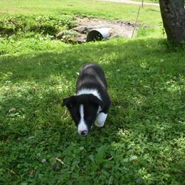 Border Collie Puppies from Porter’s Borders