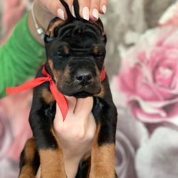 Doberman project Tina - Black and rust female Doberman Pinscher puppy in Monroe, North Carolina from Artaks Home