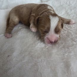 Chip - Red male Cavapoo puppy in Kingsville, Missouri from Echo Valley Cavapoos