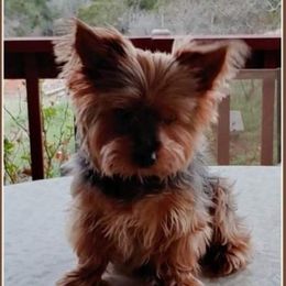 Max - Yorkshire Terrier