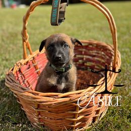 Justice- light blue - Fawn sable female Belgian Malinois puppy in North Carolina from Furia Ignis Belgian Malinois