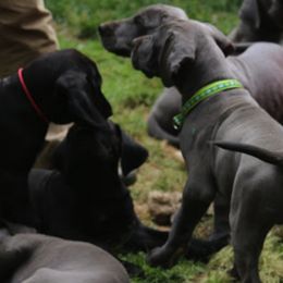 Great Dane Puppies from Sterling Danes